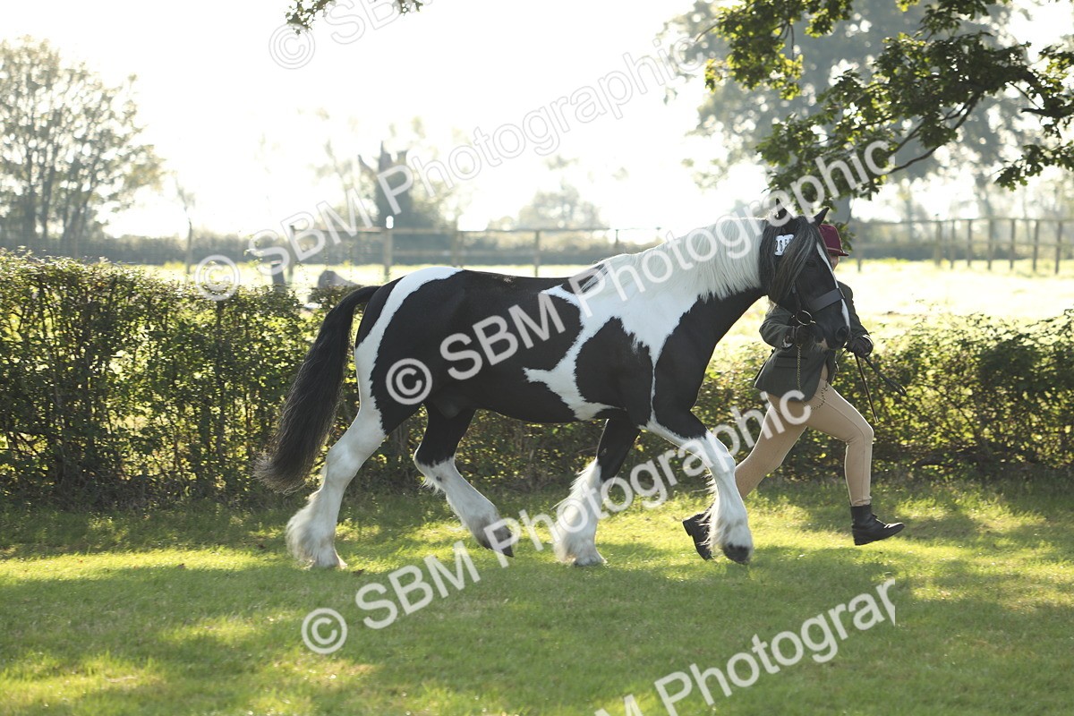 SBM_60898 - S43 - Coloured Pony In Hand