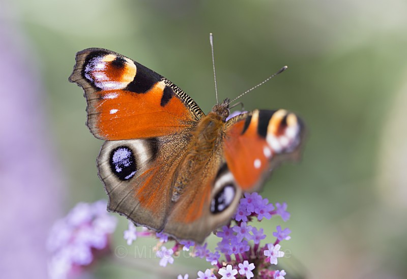 Peacock butterfly - BUTTERFLIES