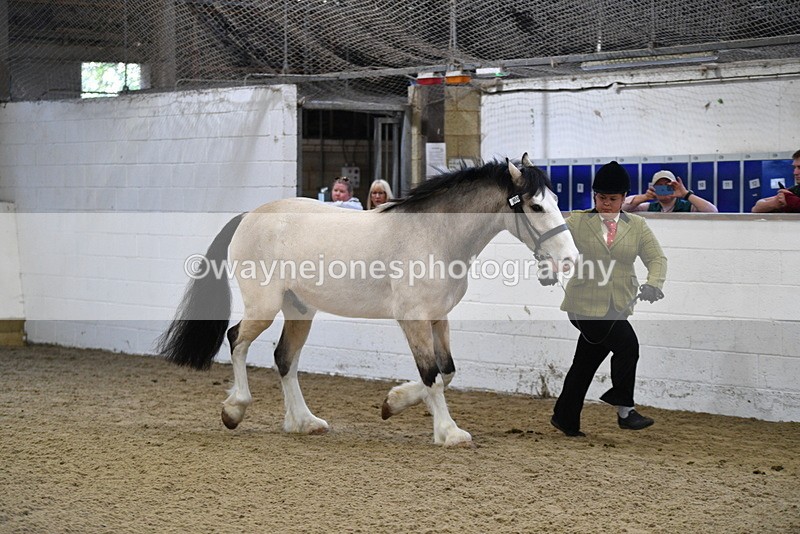 WJ5_3457 - Class 1 Youngstock