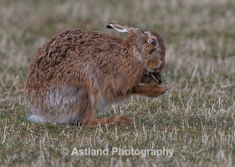 Brown Hare - Latest Images