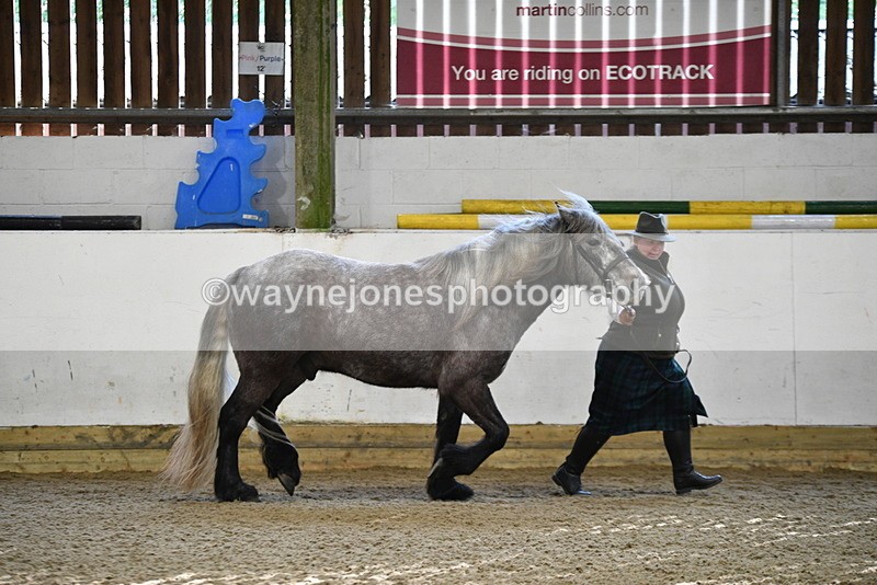 WJ5_3474 - Class 1 Youngstock