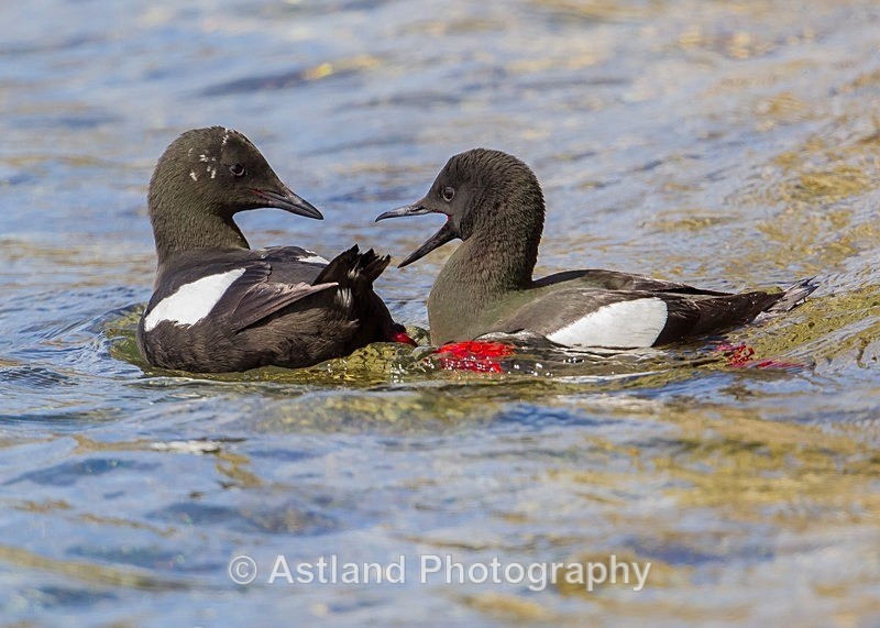 Astland Photography, Bird and Wildlife Images, Susan and Peter Wilson, U.K.
