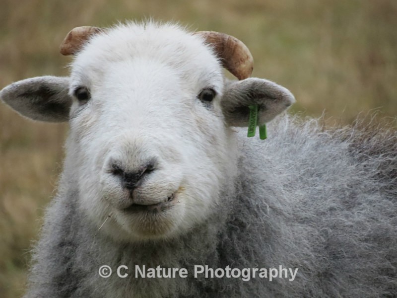 Looking Sheepish - Animals