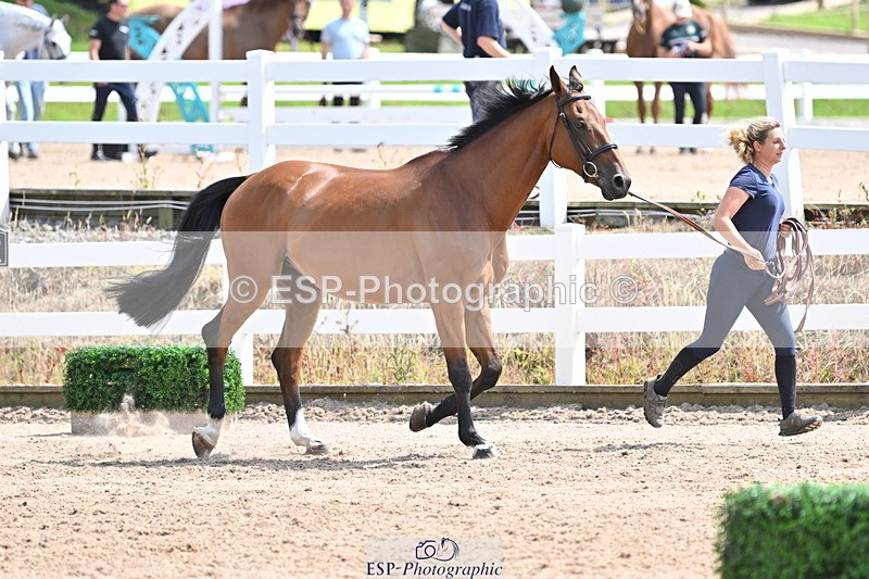 240717A-145043-02339 - Trot Up 2pm to 3pm - This folder is not in time order