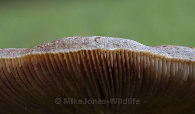 Fungi, Cholmondeley Castle, Cheshire - FUNGI (MUSHROOM) IMAGES