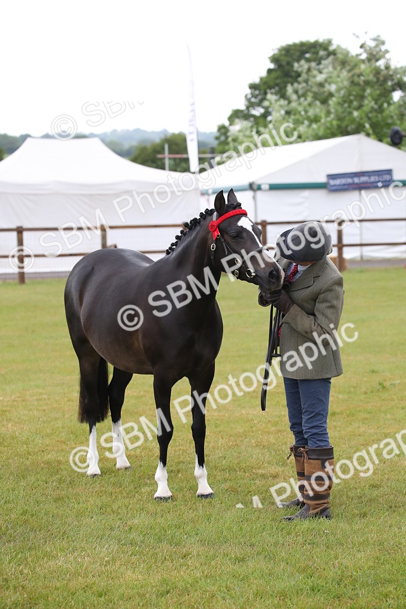 SBM_00083 - Class 17-20 - Arab & Part Bred - Anglo Arab In Hand