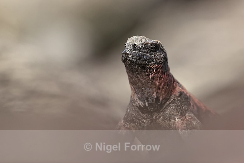Marine Iguana portrait, Suarez Point, Espanola, Galapagos - REPTILES & AMPHIBIANS