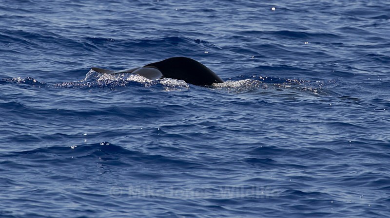 Short finned pilot whale, Madeira, Portugal(FLUKE) - Short finned pilot whales (inc calf images) Azores & Madeira