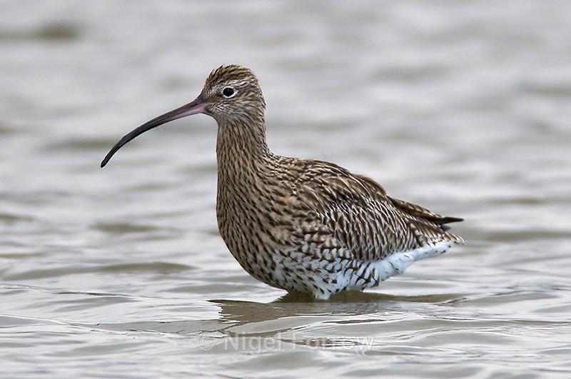 Curlew standing in the lagoon at Brownsea Island - Curlew