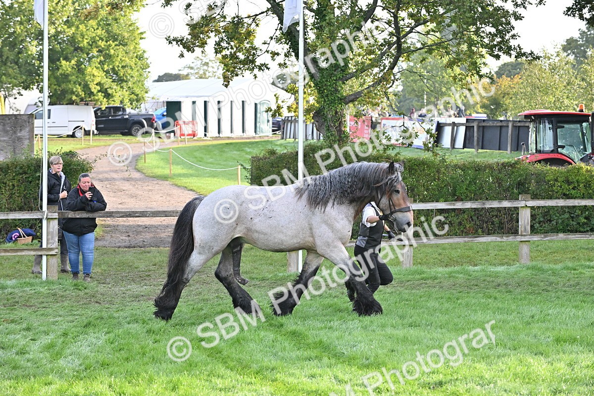 SBM_55312 - S44 - Youngstock In Hand