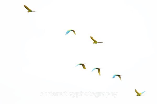  - Birds of Costa Rica and Mauritius