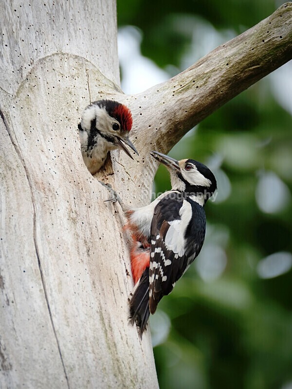  - Wildlife and Nature