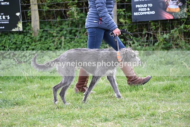 WJ5_9065 - Class 1 Best Cross Breed / Heniz 57