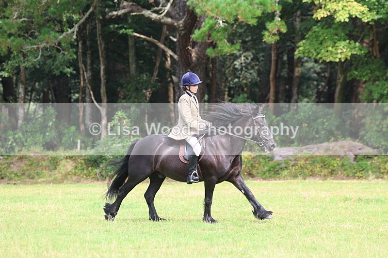 3E7A5850 - Class 26 and 27: 70cm Working Hunter