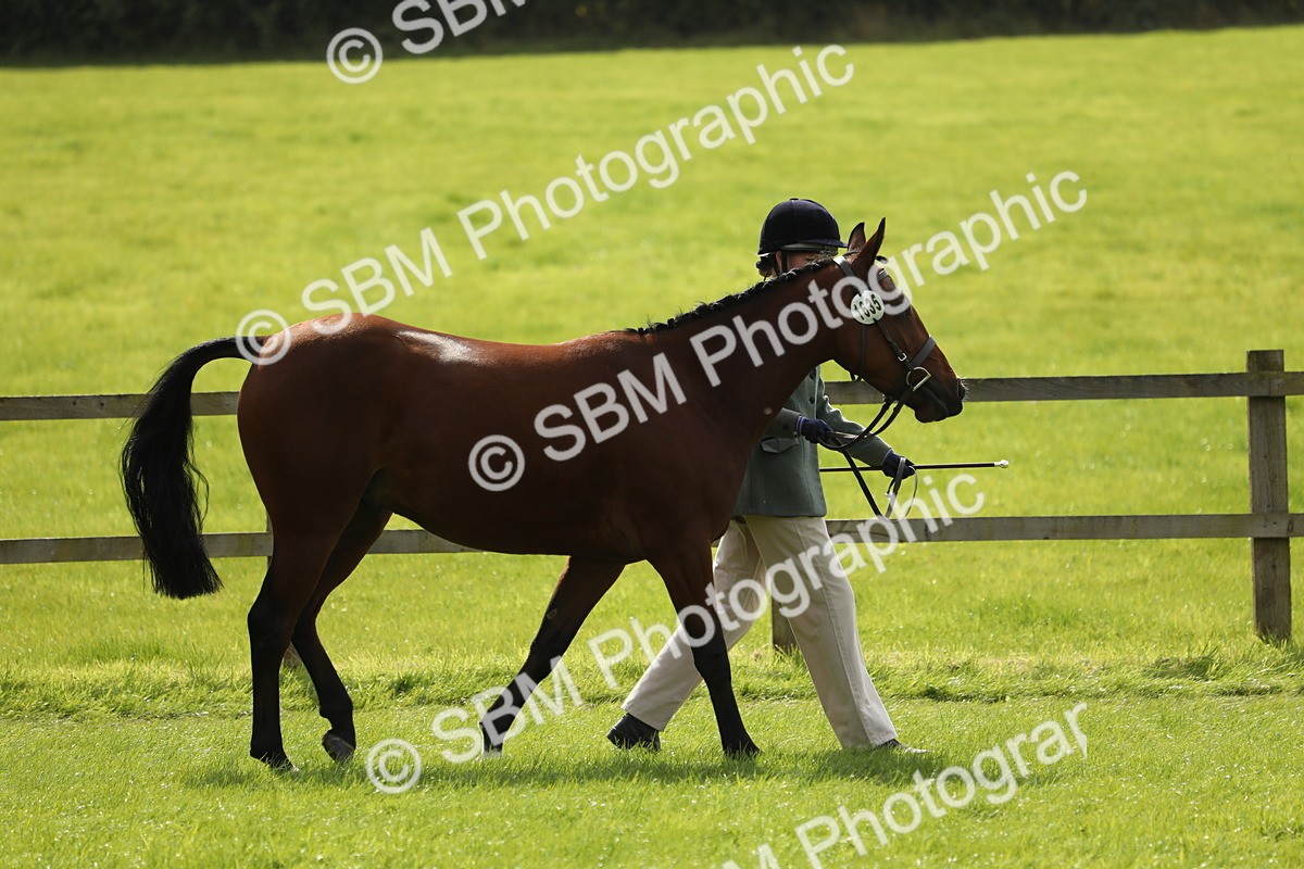 SBM_65568 - S48 - Show Pony & Show Hunter Pony In Hand