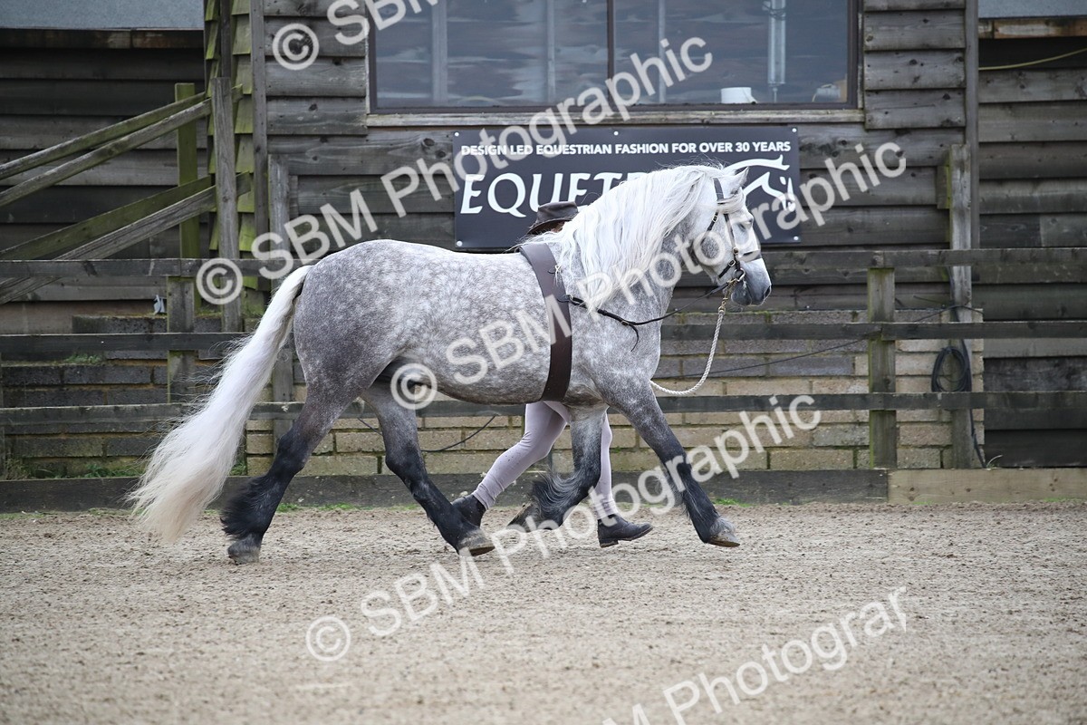 SBM_004134 - Class 1-4 - Young Stock classes Inc. In Hand Championship