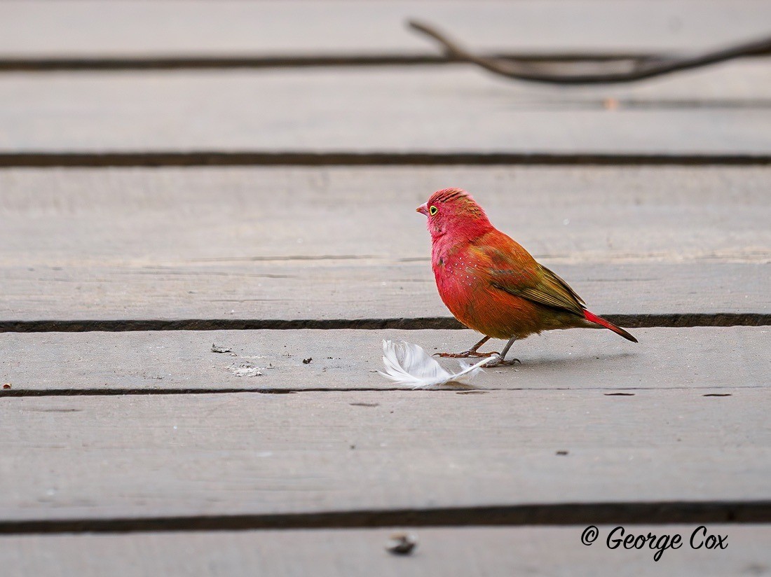 Red-billed Firefinch - Gambia 2025