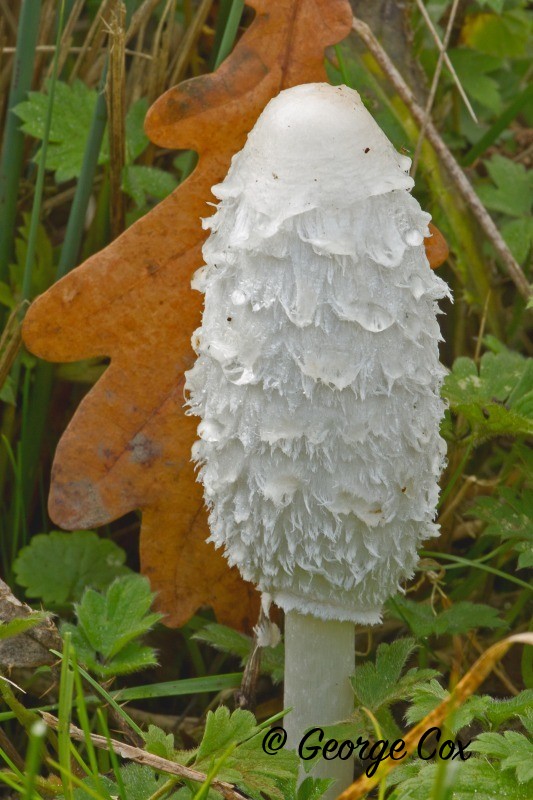 Shaggy Inkcap Coprinus comatus