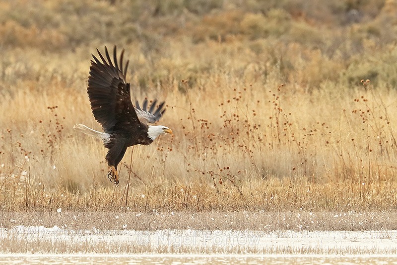 Bald Eagle takes off, Bosque del Apache, New Mexico - Bald Eagle