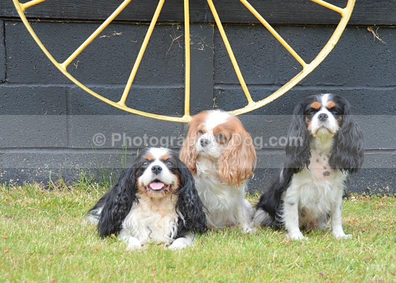  - Cavalier King Charles Spaniels