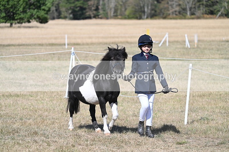 WJ7_1472 - Class 42 Most Handsome Gelding