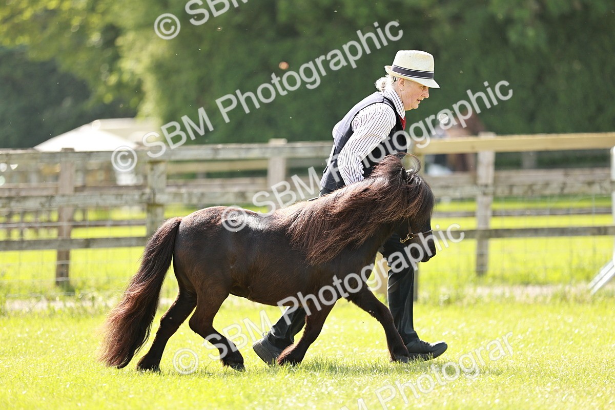 SBM_01877 - Class 14-23 - Mountain & Moorland In Hand Non Welsh