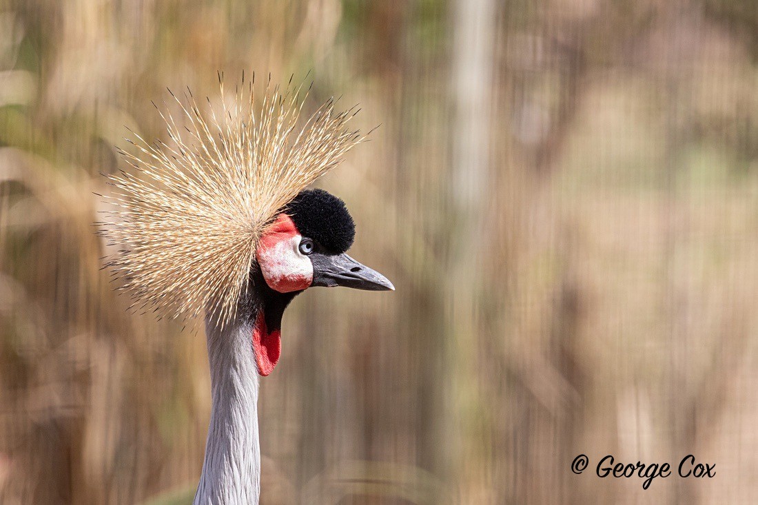 Bird Grey Crowned Crane - South Africa - Limpopo