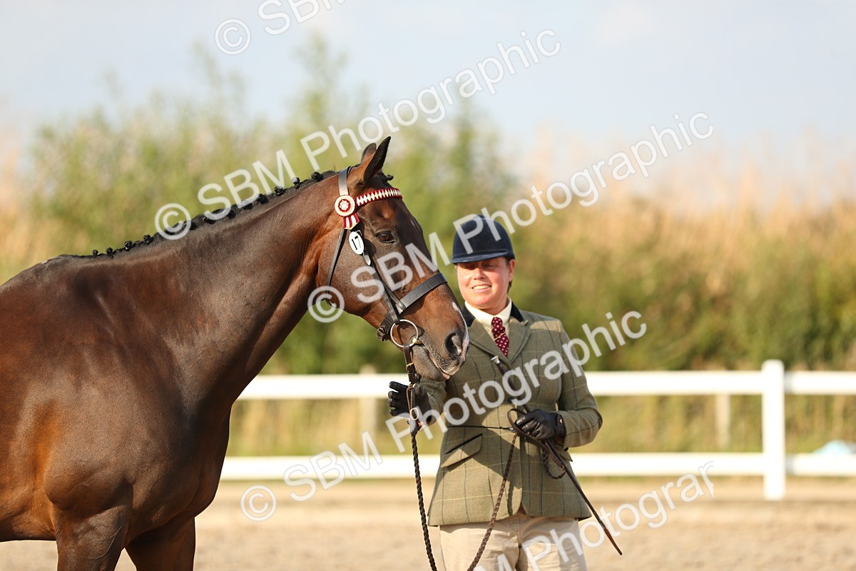 SBM_08663 - Class 28 - IH Veteran Horse