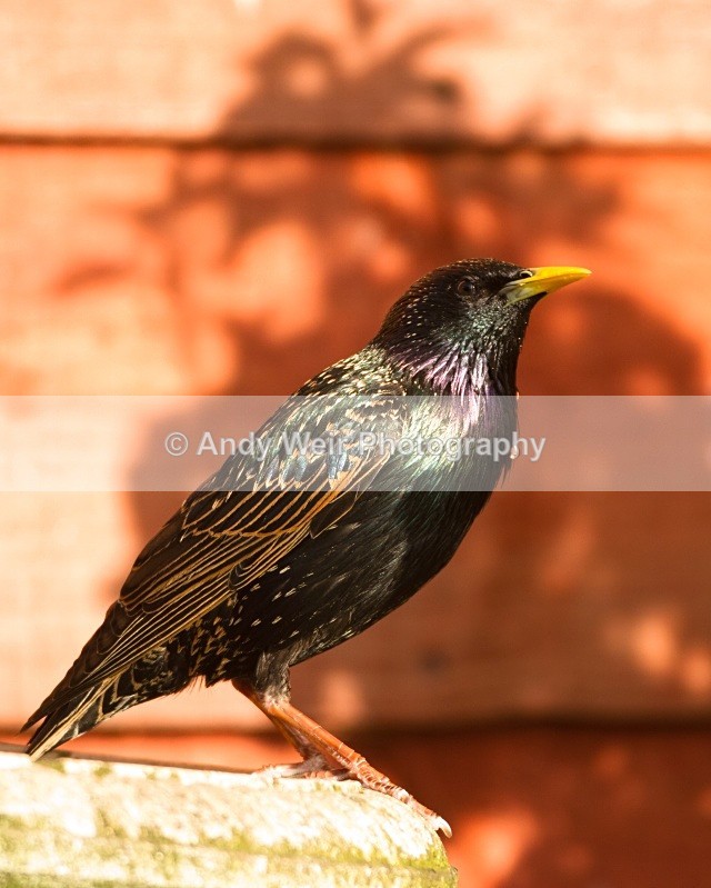 20110410-IMG_3336 - Starlings