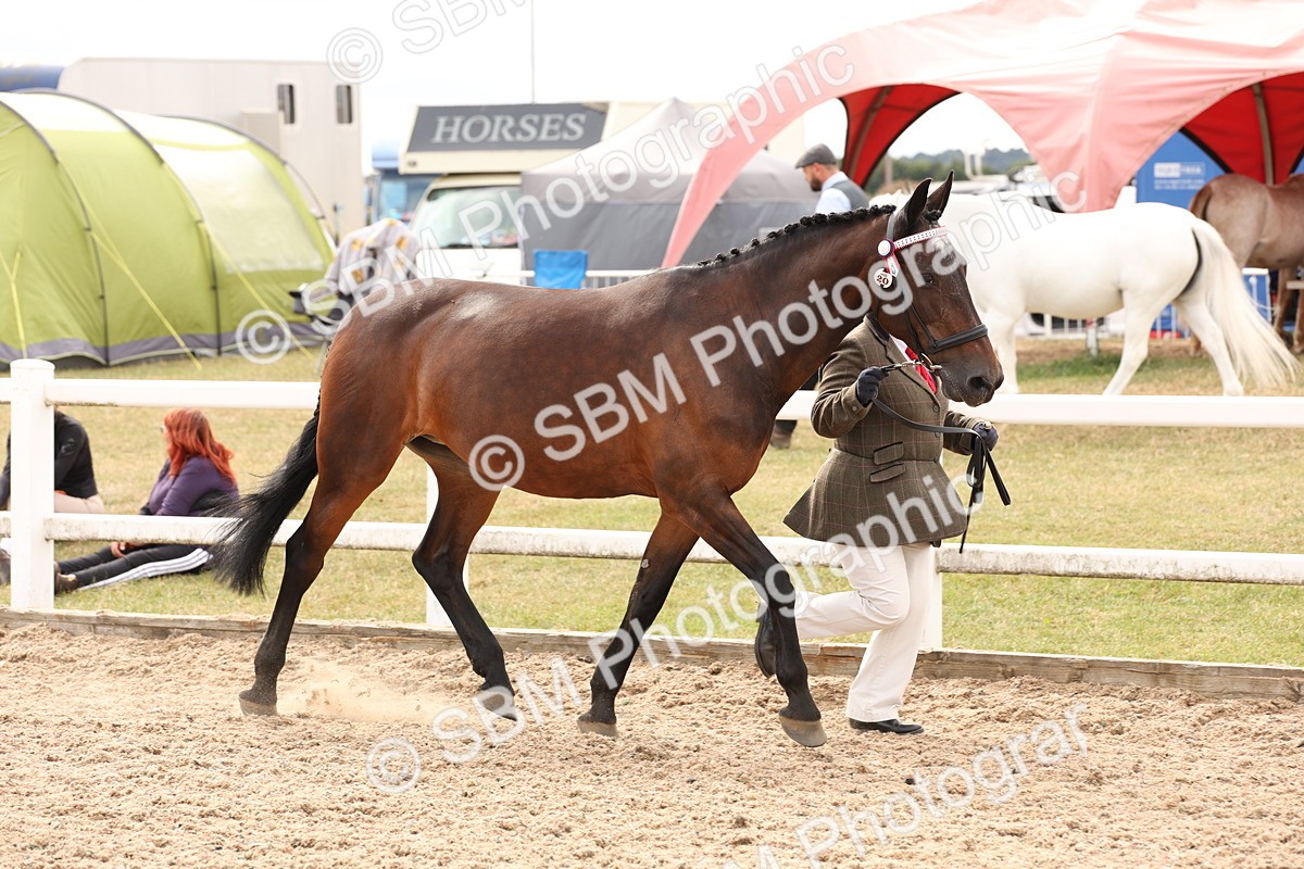 SBM_14675 - Class 208 - IH Veteran Horse