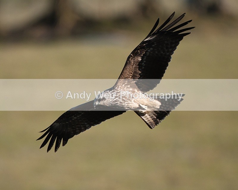 20100130-IMG_2824 360 - Black Kite