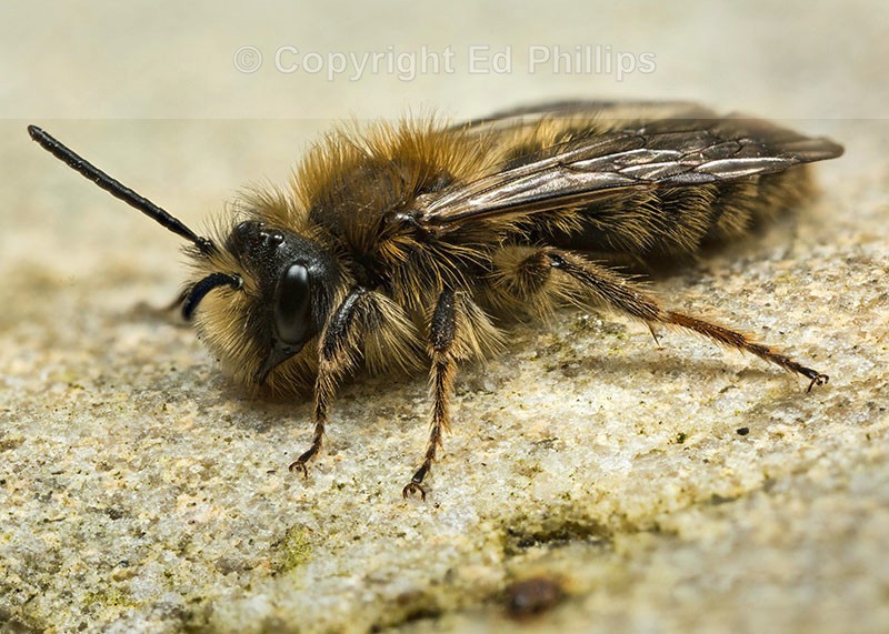 Andrena clarkella (m)