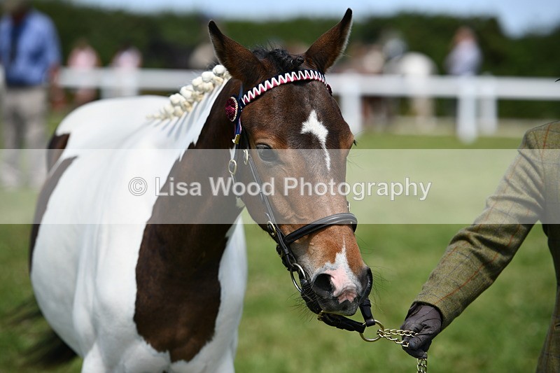DSC_7492 - Class 63: Coloured Horse Youngstock