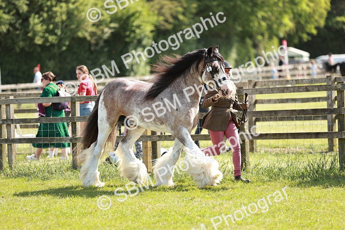 SBM_08950 - Class 63-65 - Traditional Gypsy Cobs In Hand & Ridden