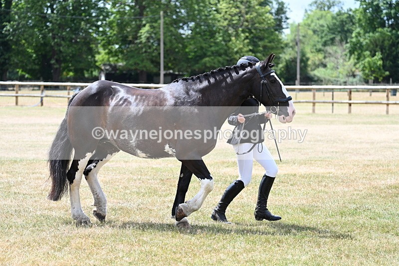 WJ7_1937 - Class 4a Prettiest Mare 14.2hh and over hand