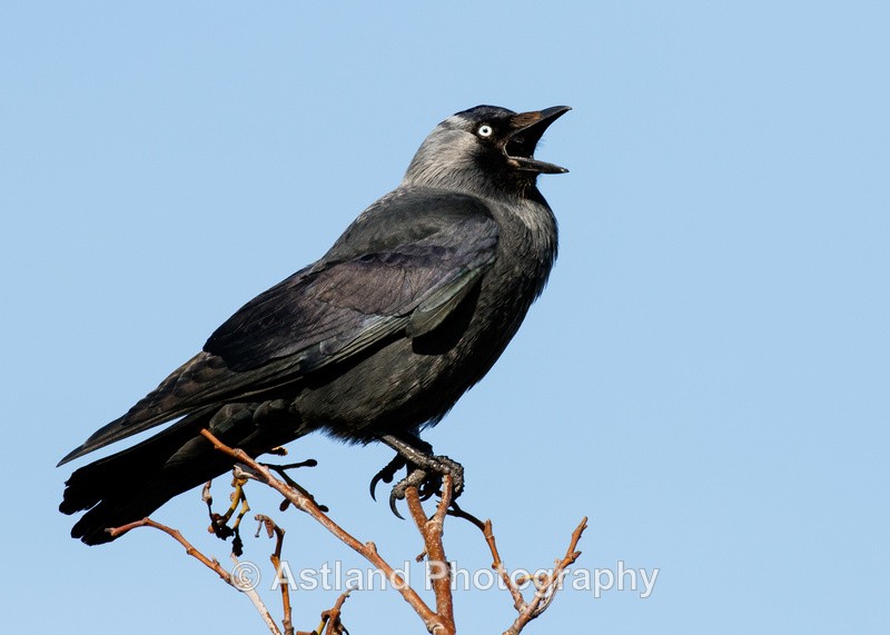Astland Photography, Bird and Wildlife Images, Susan and Peter Wilson, U.K.