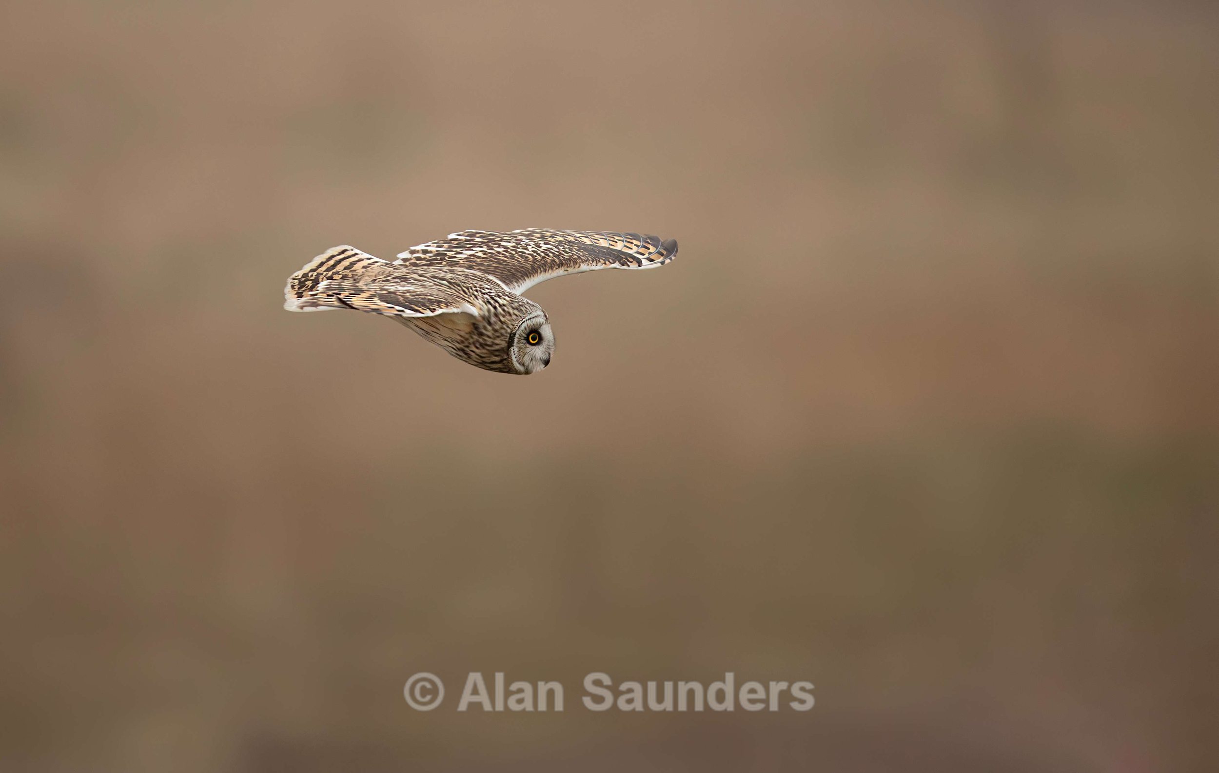 Short Eared Owl