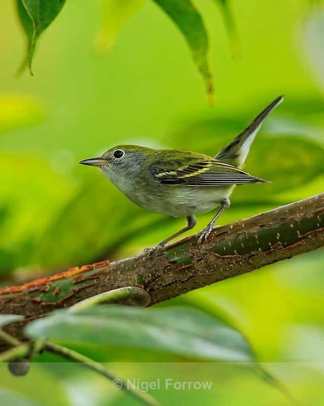 Chestnut-sided Warbler (female), Manuel Antonio, Costa Rica - Chestnut-sided Warbler