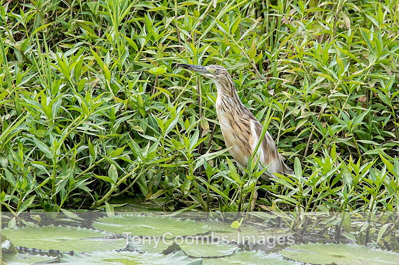Squacco Heron - The Gambia
