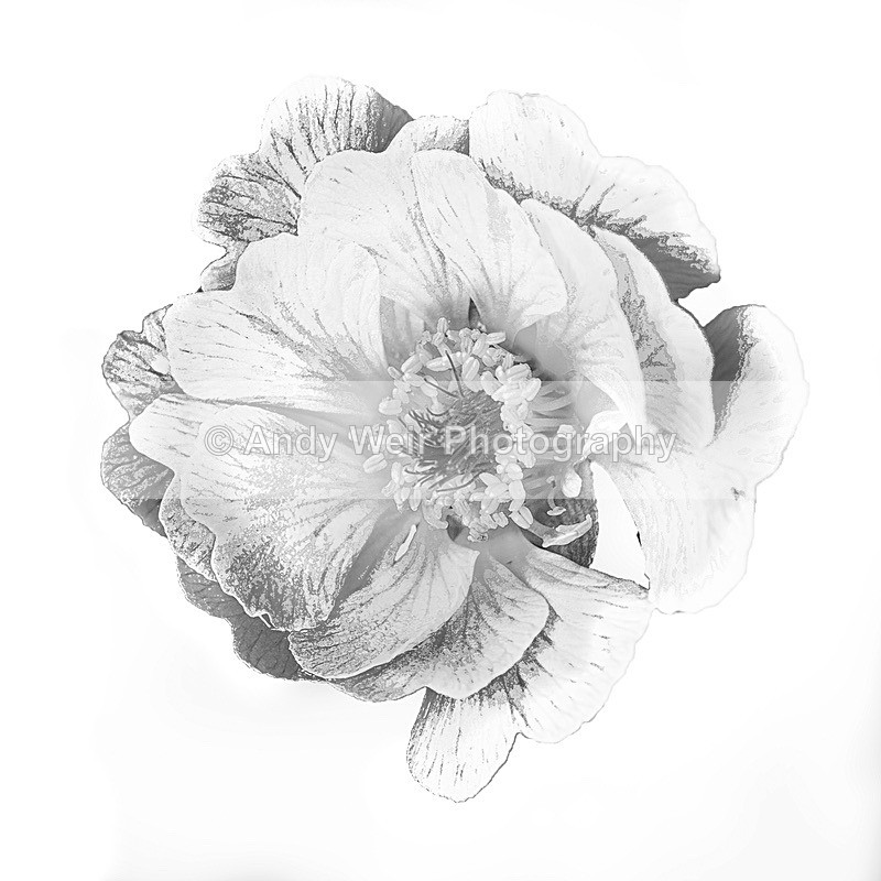 170627-untitled0001-2-4891 - Plants & Flowers