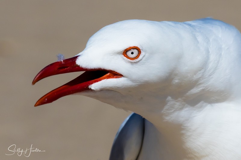 Gull Squark 5