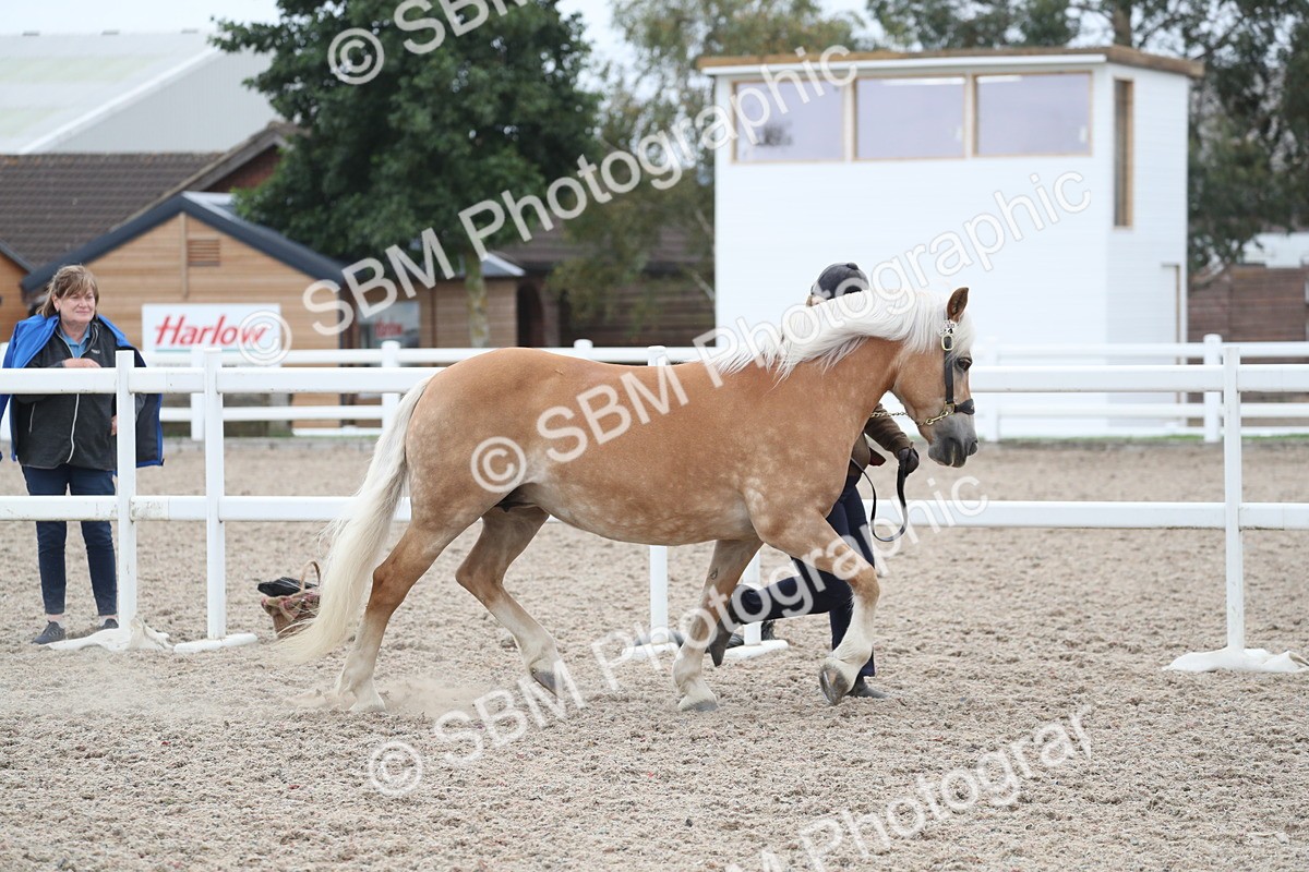 SBM_17928 - Class 317 IH Pure bred Horse/Pony