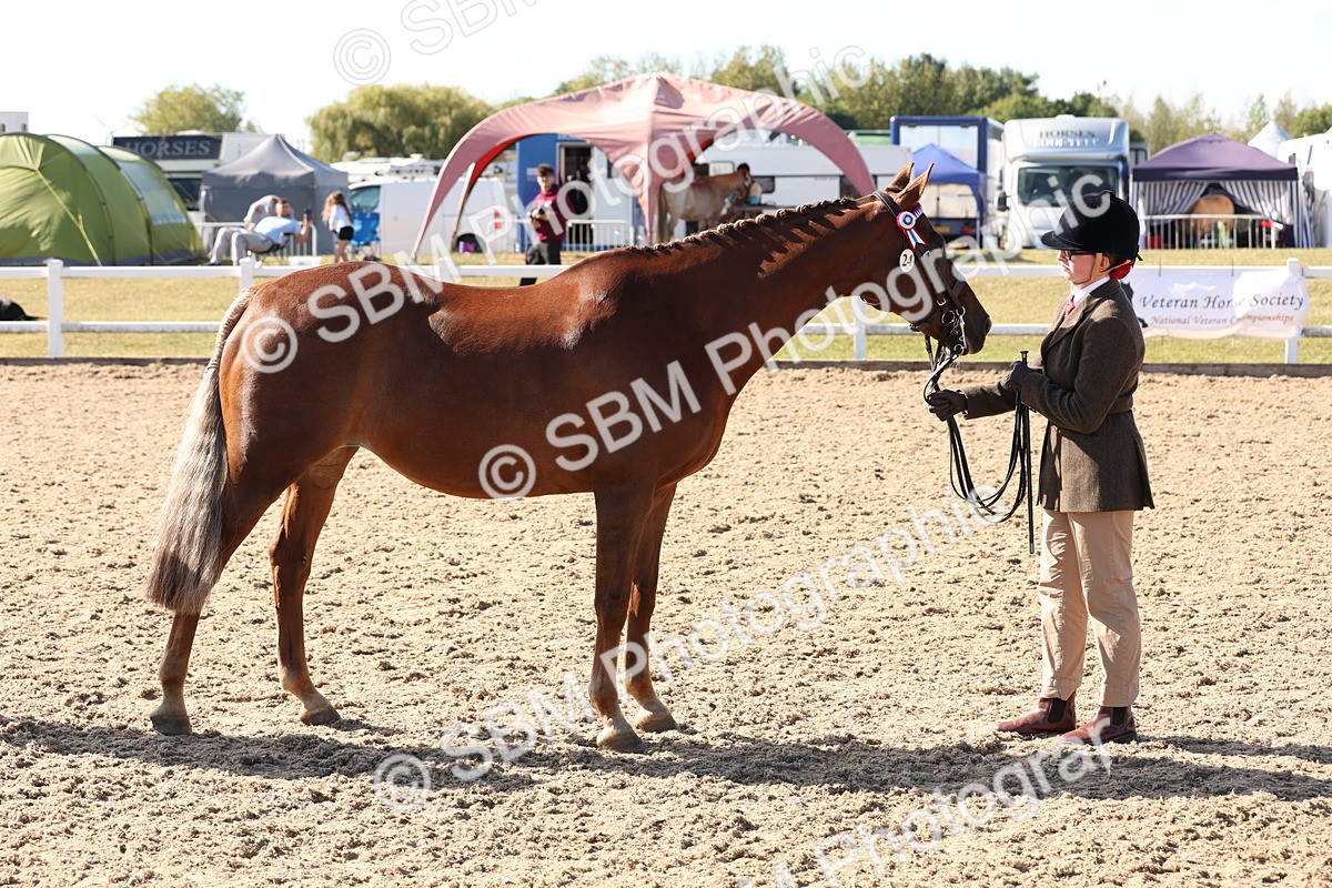 SBM_12826 - Class 205 - IH Show Pony - Show Hunter Pony