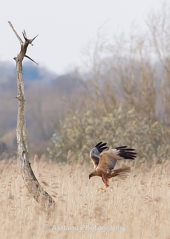 Astland Photography, Bird and Wildlife Images, Susan and Peter Wilson, U.K.