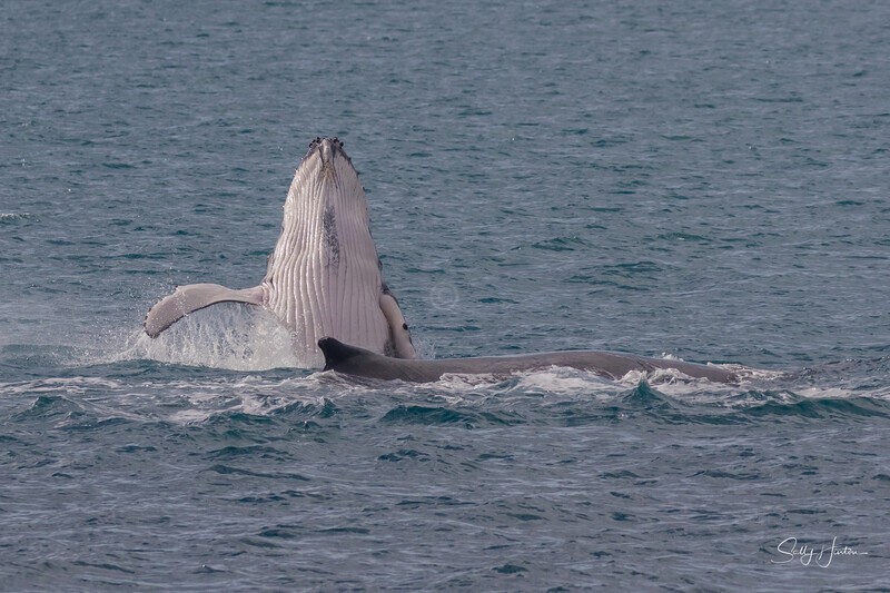 HB Calf Breach 9. 0A3A7844 - 2025 Hervey Bay Whales