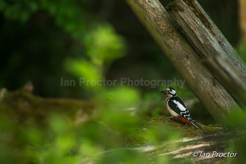 The Busy Parent - Great Spotted Woodpecker 6 of 6 - Nature