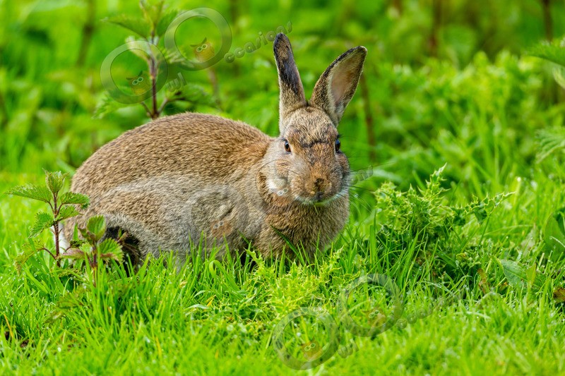 wild rabbit Oryctolagus cuniculus-4386 - UK Wildlife