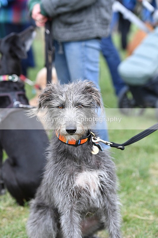 WJ5_9236 - Class 1 Best Cross Breed / Heniz 57