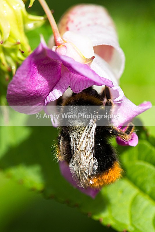 20130818-3K8A5459 - Insects