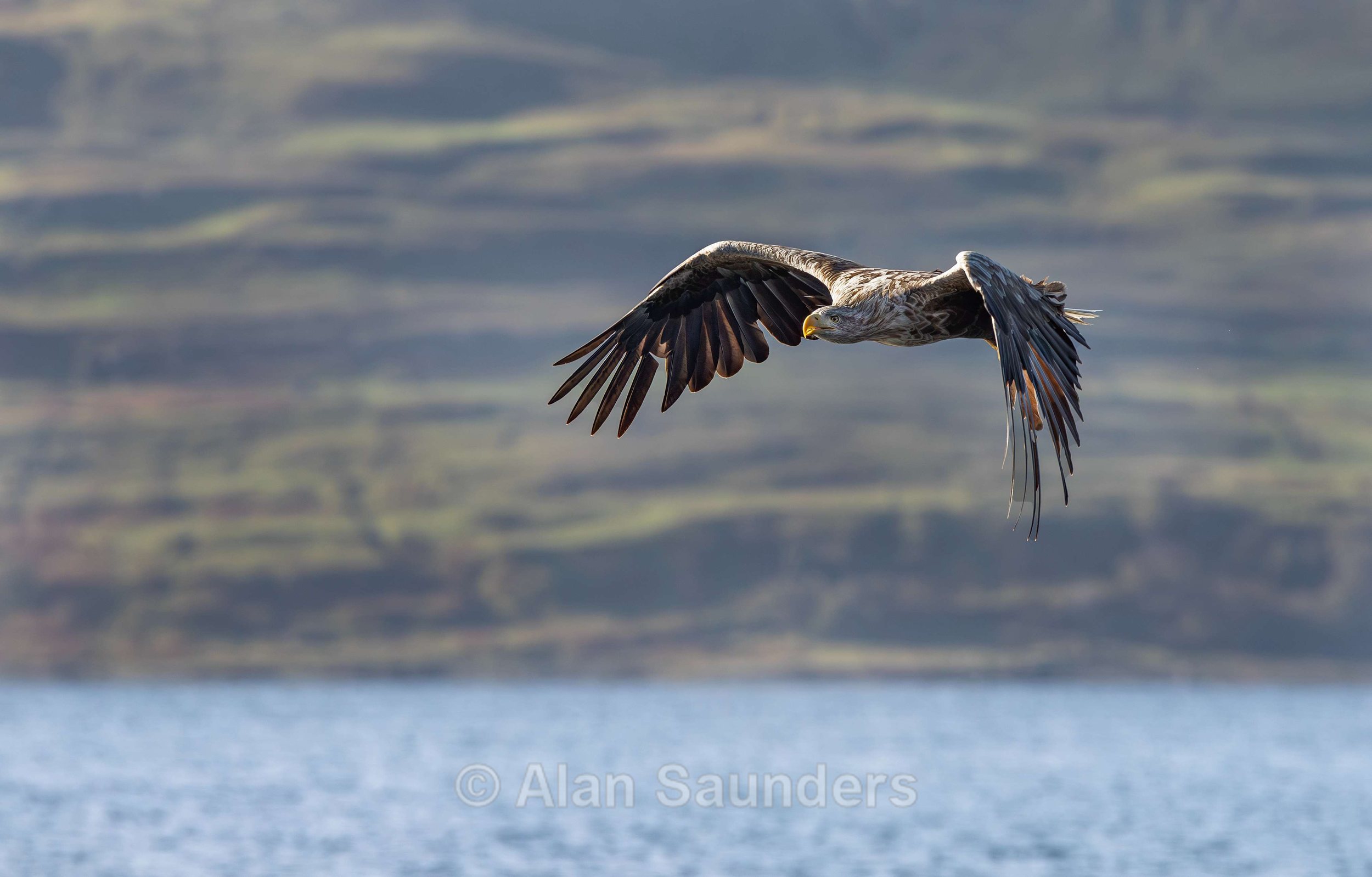 White Tailed Eagle 33